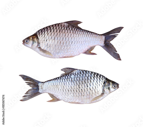 Java barb or Silver barb of freshwater fish isolated on white background.