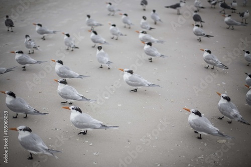Orange Beaks on the Beach