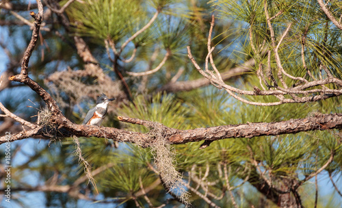 Belted Kingfisher Megaceryle alcyon perches high up in a tree photo