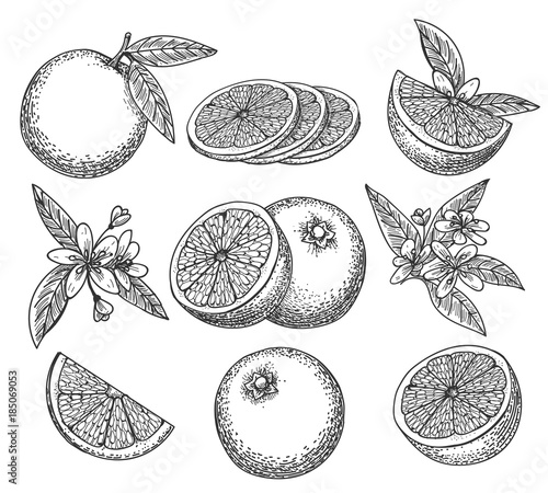 Hand drawn orange. Blossom citrus orange fruit on branc vintage ink sketch isolated on white background, vector illustration