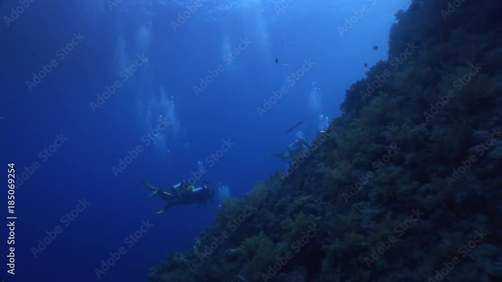 Scuba diving in coral reef relax underwater Red sea. Video about marine nature on background of beautiful lagoon. Scuba diving in coral reef relax underwater Red sea. Video about marine nature on background of beautiful lagoon.