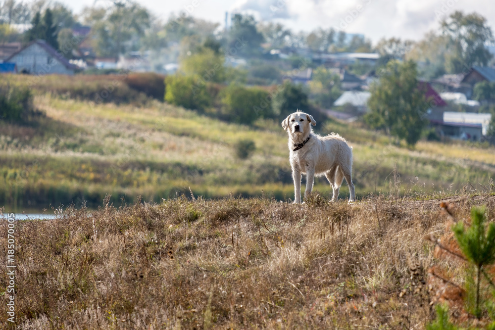 Fototapeta premium on the background of wooden houses of the countryside stands on the hill white dog stares ahead