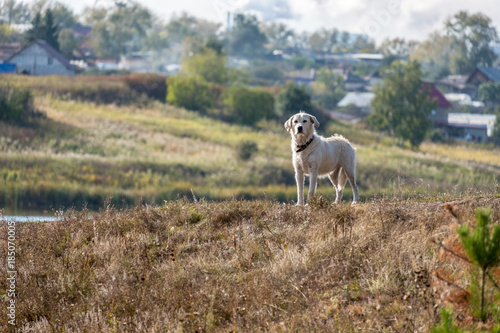 on the background of wooden houses of the countryside stands on the hill white dog stares ahead photo