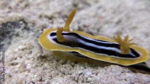 Pyjama slug Chromodoris quadricolor on sandy bottom underwater Red sea. Amazing unique video about marine animals in world of wildlife. photo