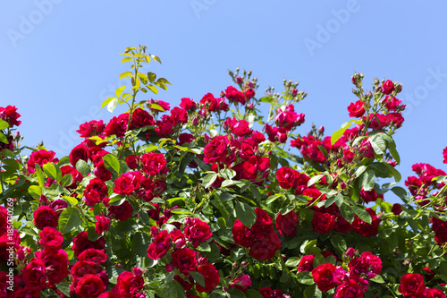 red rose on the blue sky background