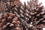 Abstract Macro of Pine Cones Isolated, Close up view of Pine Cones for textures, Pine one Background, Pine Cone Textures, For Designers