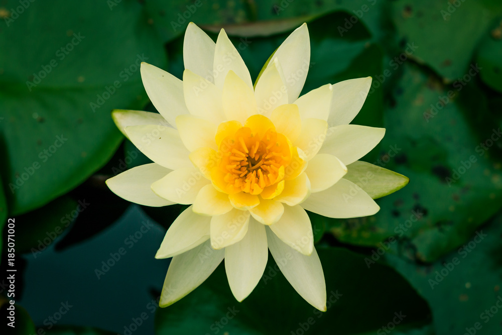 Lotus flower yellow close up.