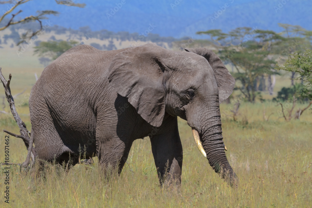 Lonely elephant in savanna of Serengeti. Tanzania, Africa