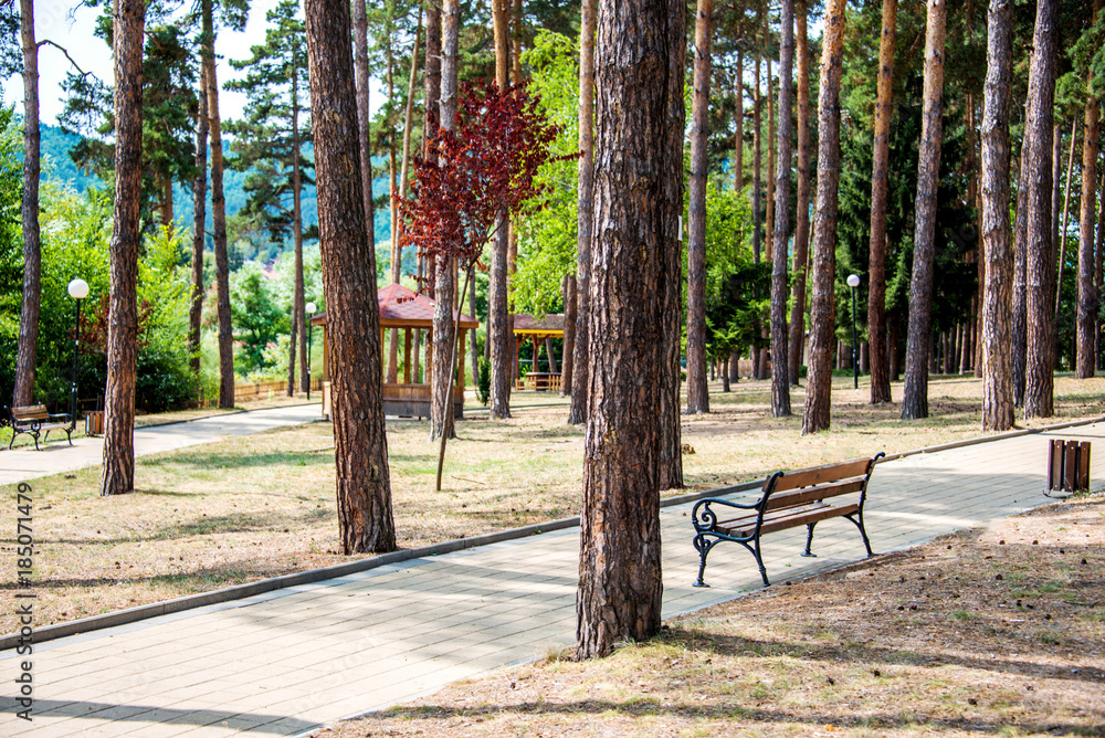 Park lane in a public city park in a sunny summer day. Park lane in a public city park in a sunny summer day.
