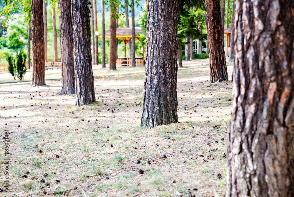 Obraz premium Pine trees in a public city park in a sunny summer day.