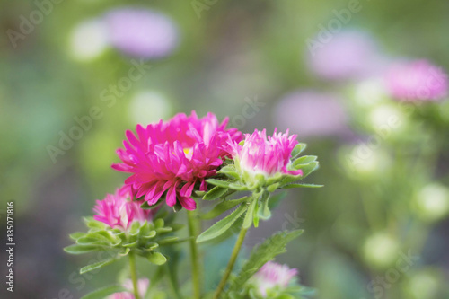 flowers with blurred background. © RK1919