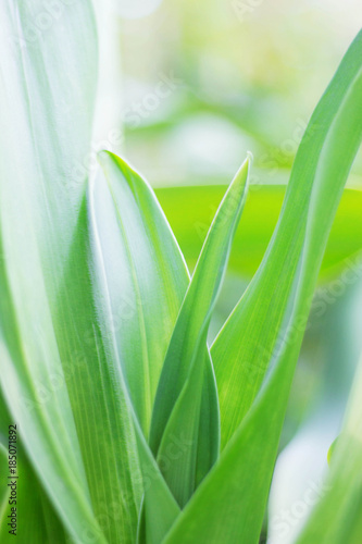 leaves plant of nature.