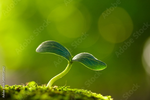 close up of spring bud growing with copy space photo