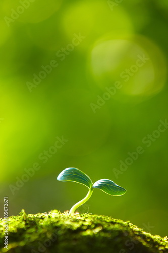close up of spring bud growing with copy space