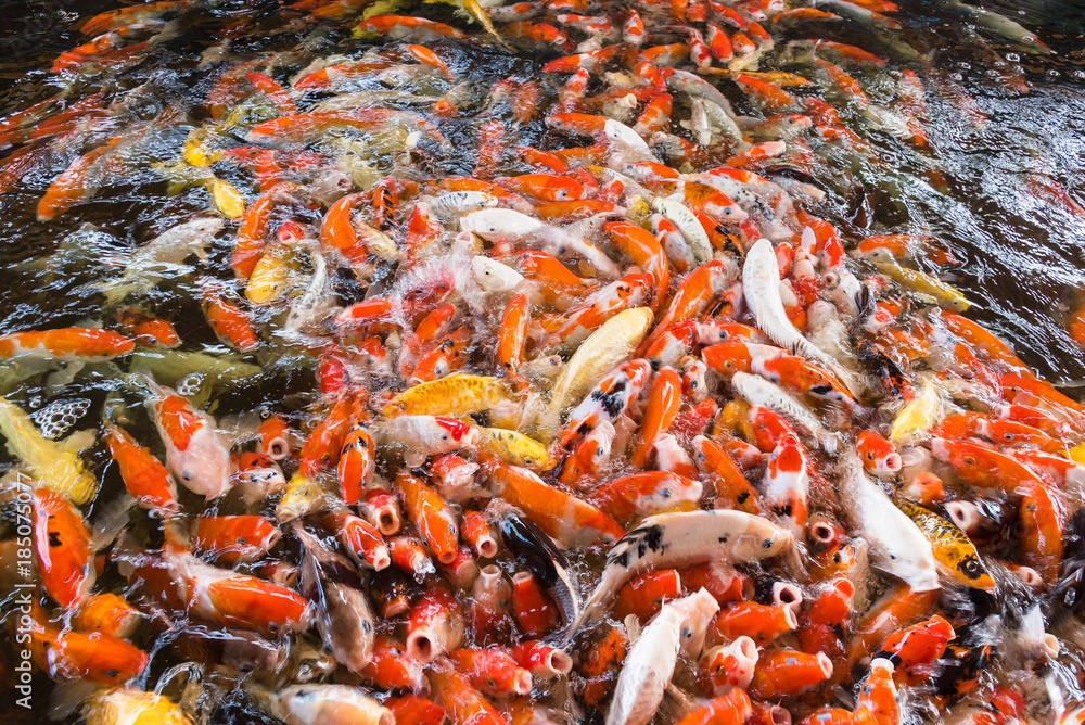 Koi fish, Fancy Carps Fish in Pond.Motion blur pictues. Koi fish, Fancy Carps Fish in Pond.Motion blur pictues.