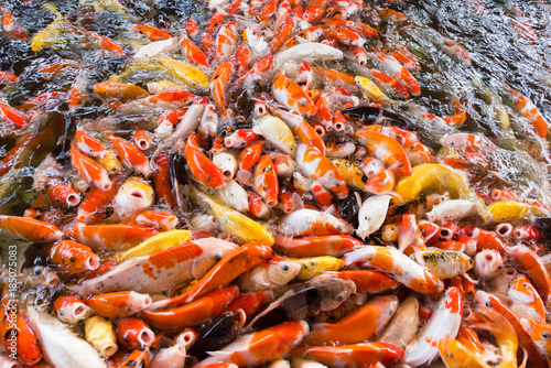 Koi fish, Fancy Carps Fish in Pond.Motion blur pictues.