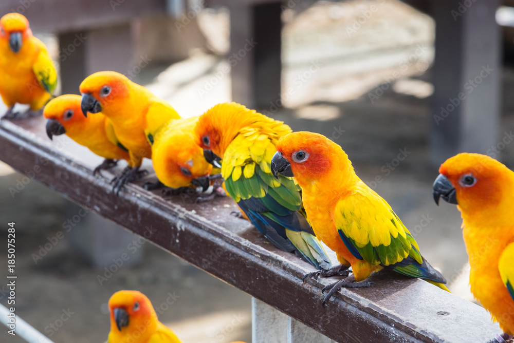 Fototapeta premium Many yellow and orange parrot in a big cage.Thailand.