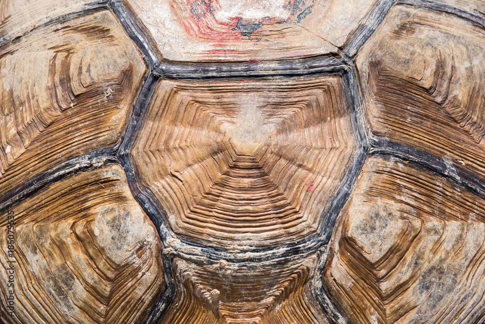 Tortoise shell background and texture. Tortoise shell background and texture.