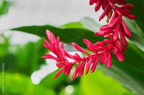 red ginger is blossom in Thailand