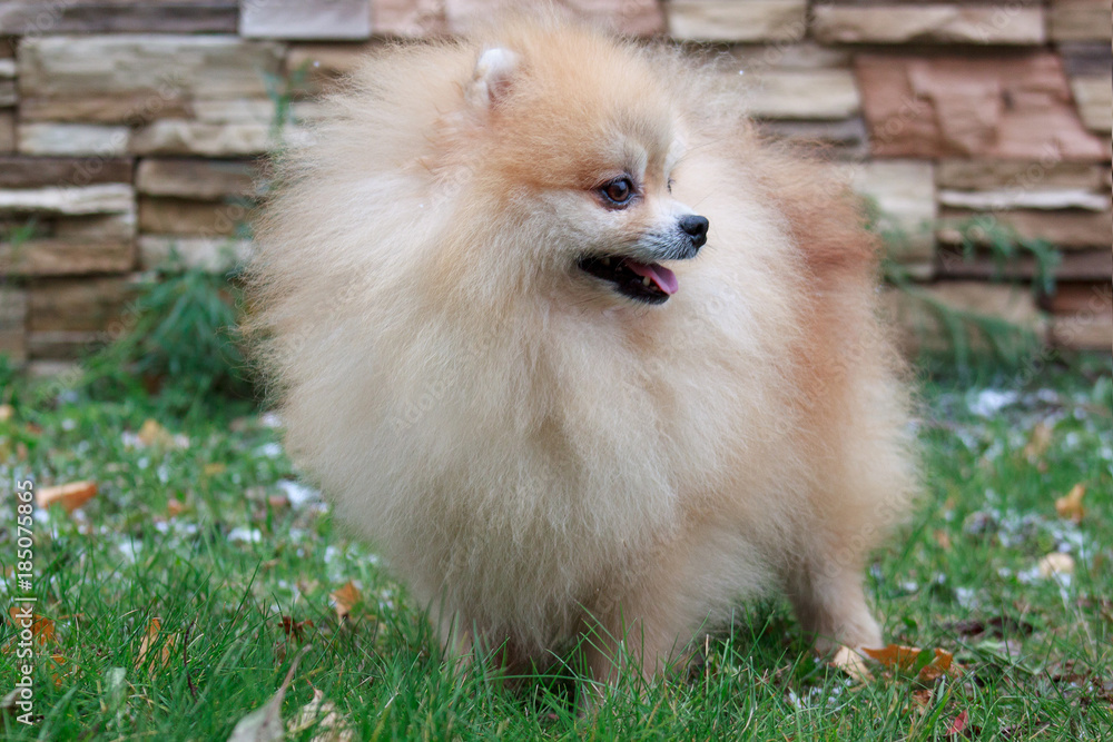Pomeranian puppy is standing on a green grass. Pomeranian puppy is standing on a green grass.