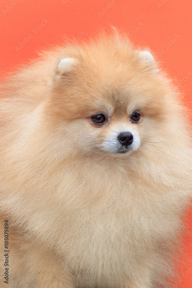 Beautiful pomeranian puppy with thick coat. Pet animals.
