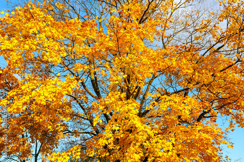 Autumn leaves over blue sky background