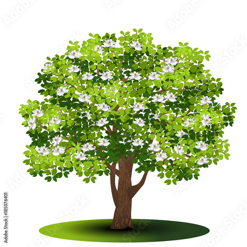detached tree magnolia with green leaves and flowers