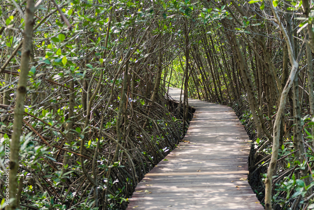 Tree tunnel, Wooden Bridge In Mangrove Forest.Thailand. Tree tunnel, Wooden Bridge In Mangrove Forest.Thailand.