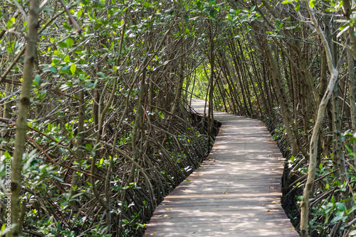 Tree tunnel  Wooden Bridge In Mangrove Forest.Thailand.