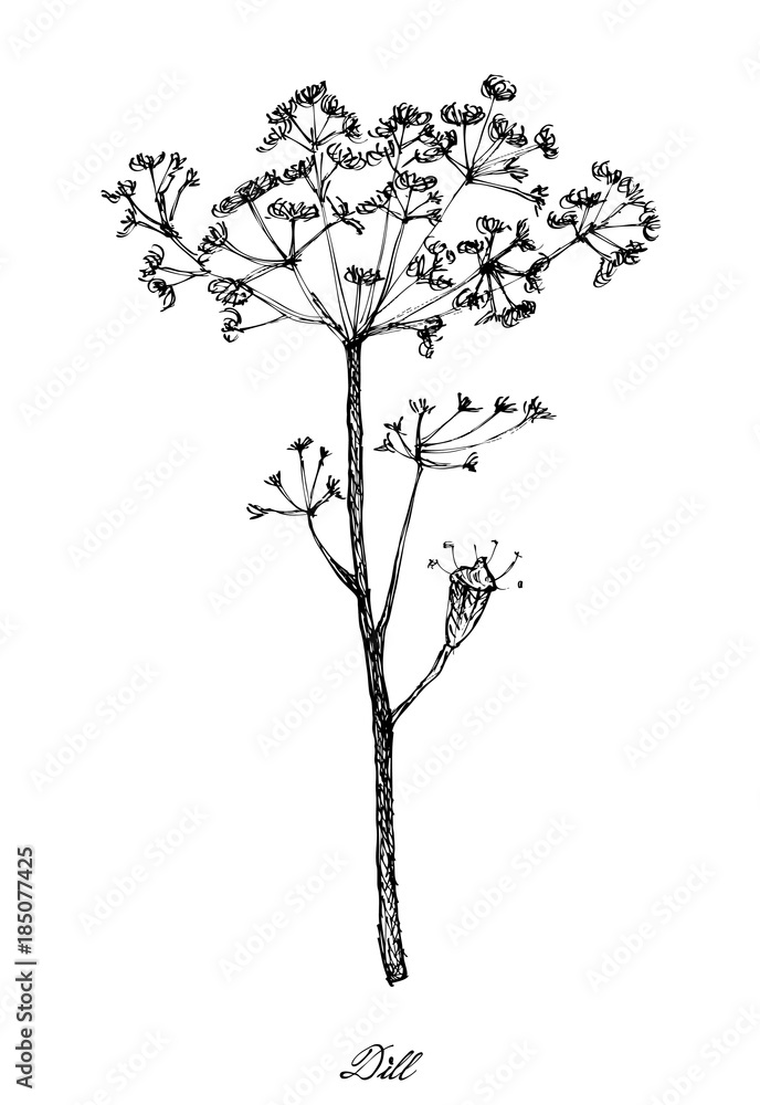 Hand Drawn of Dill Plants on White Background Hand Drawn of Dill Plants on White Background