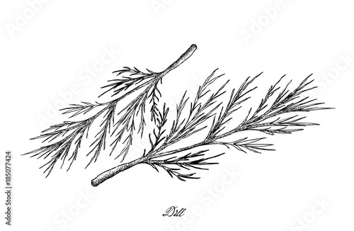 Hand Drawn of Dill Plants on White Background