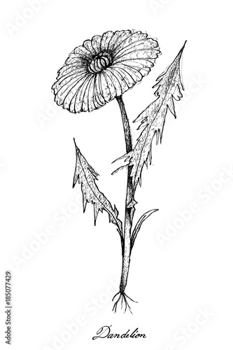 Fototapeta Naklejka Na Ścianę i Meble -  Hand Drawn of Dandelion Plants on White Background