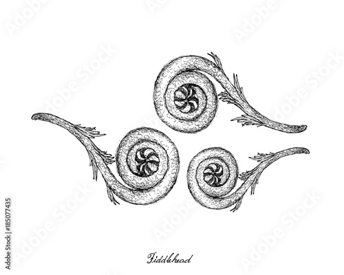 Hand Drawn of Fiddlehead on White Background
