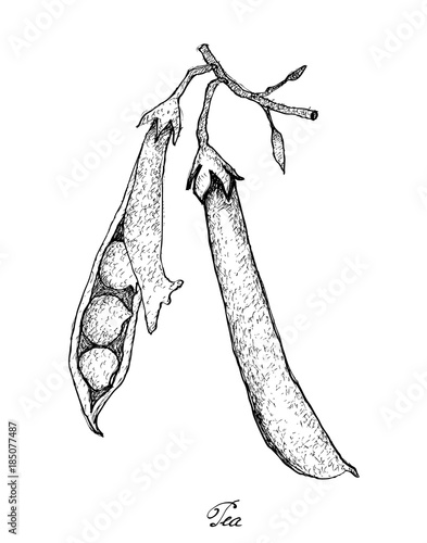 Foto Hand Drawn of Green Pea on White Background