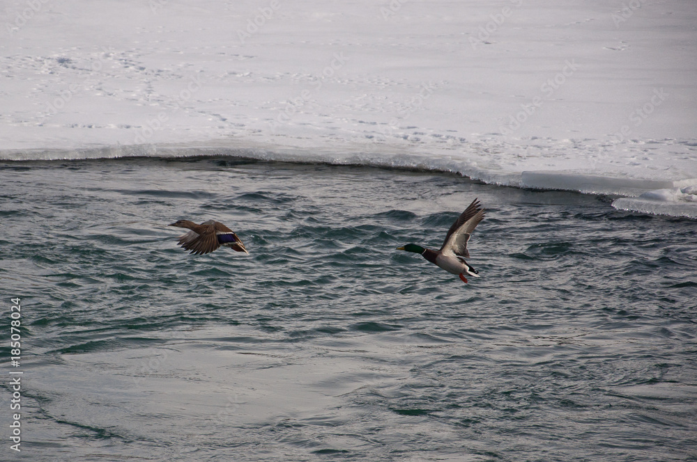 Obraz premium Mallard Ducks in Flight