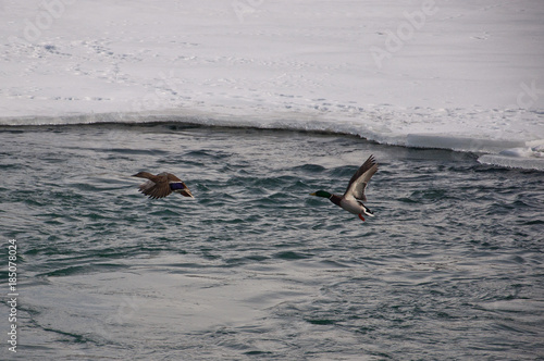 Mallard Ducks in Flight