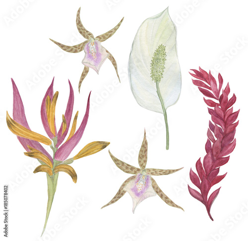 Watercolor painting set of exotic  flowers 