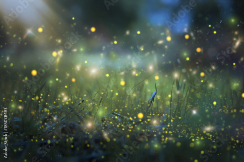 Abstract and magical image of Firefly flying in the night forest. Fairy tale concept. photo