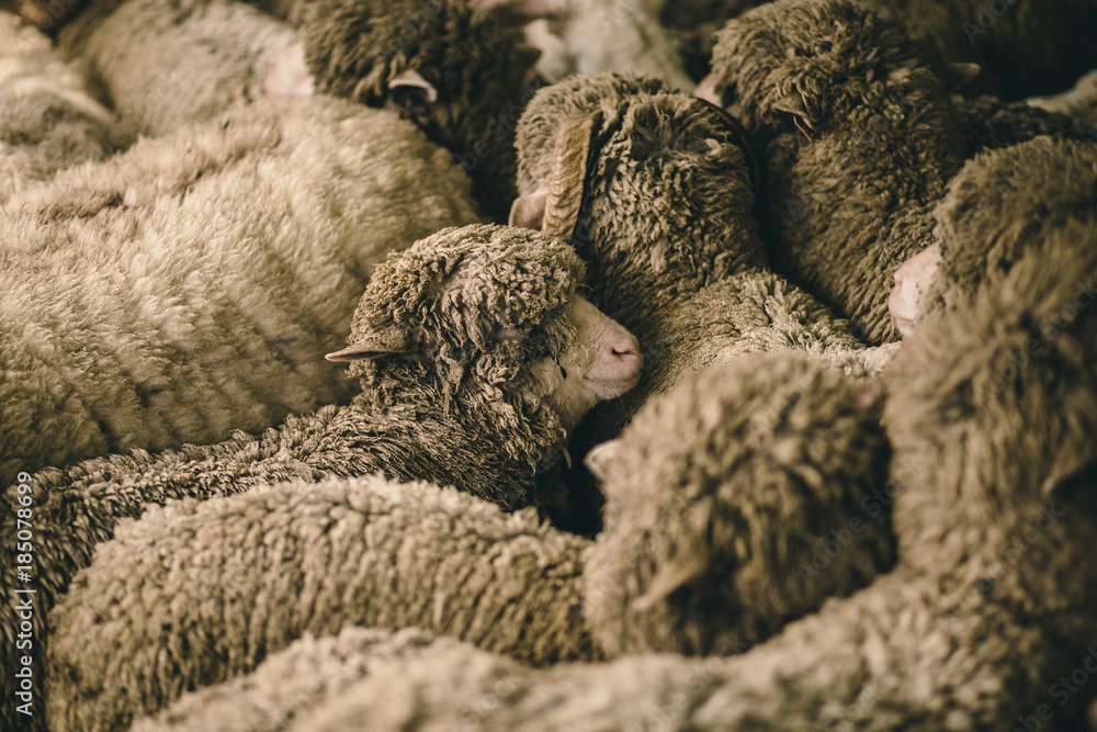 Obraz premium Sheep Crowd