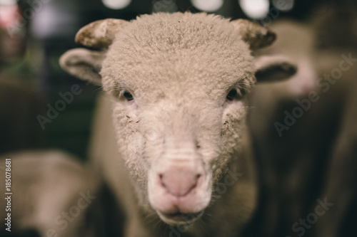 Fototapeta Naklejka Na Ścianę i Meble -  Sheep Portrait 2