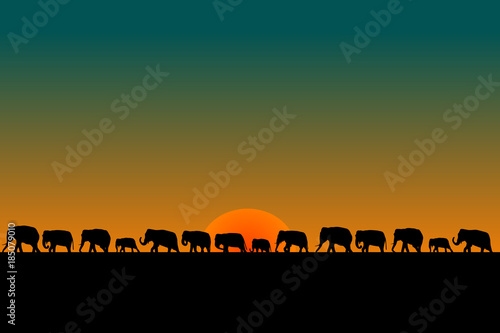 Herd of elephants