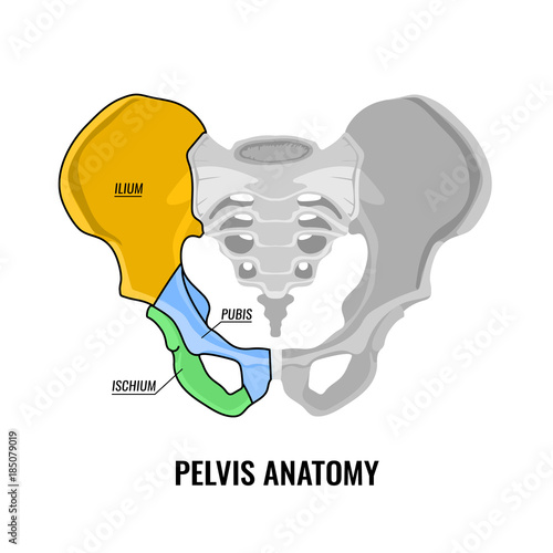 Pelvis Anatomy Scheme