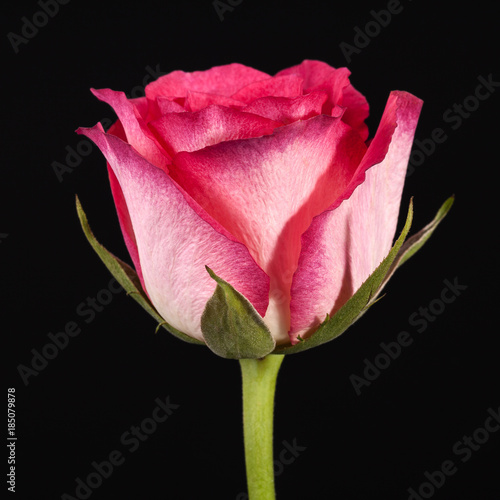 Single flower of pink rose isolated on black background, close up