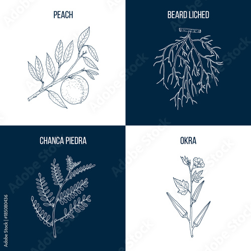 Set of four eatable and medicinal plants