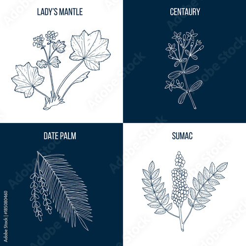 Set of four eatable and medicinal plants