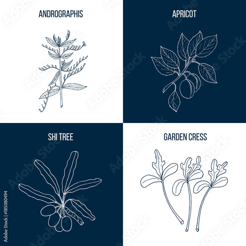Set of four eatable and medicinal plants