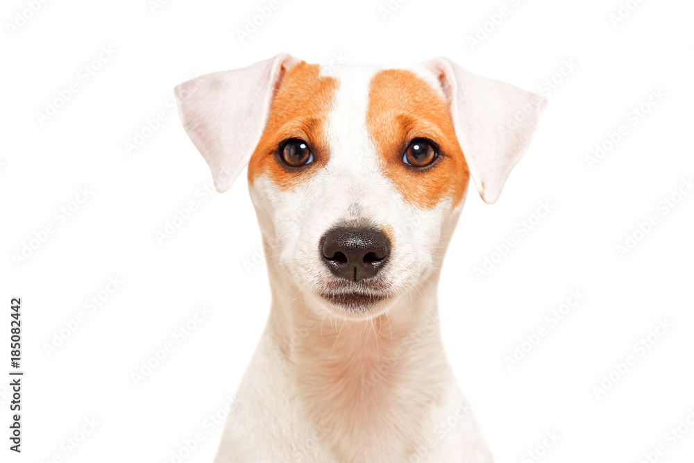 Portrait of cute young dog breed Parson Russel Terrier, isolated on white background
