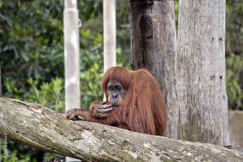 orangutan