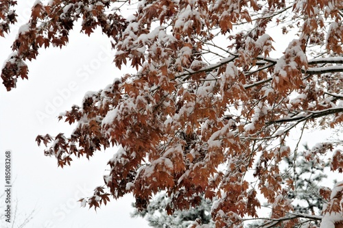 Snow and Maple Leaf 