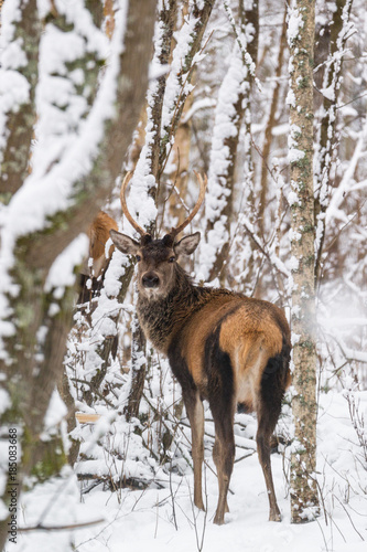 Single Young Noble Red Deer (Cervus Elaphus) With Beautiful Horns Among Snow-Covered Birch Forest. European Wildlife Landscape With Snow And Deer Stag With Antlers.Portrait Of Deer. Deer In Winter